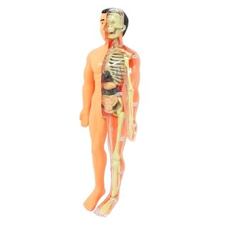 Cuerpo Humano 3D